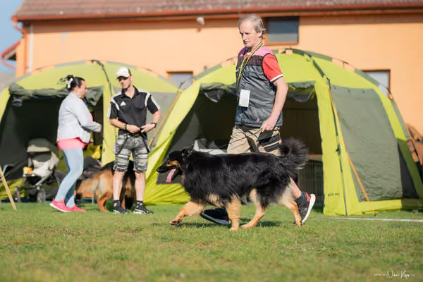 Krajská výstava všech plemen Němčice u Kolína – Ostatní