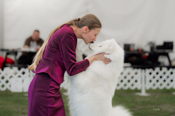 Klubová výstava KSP – Samojed