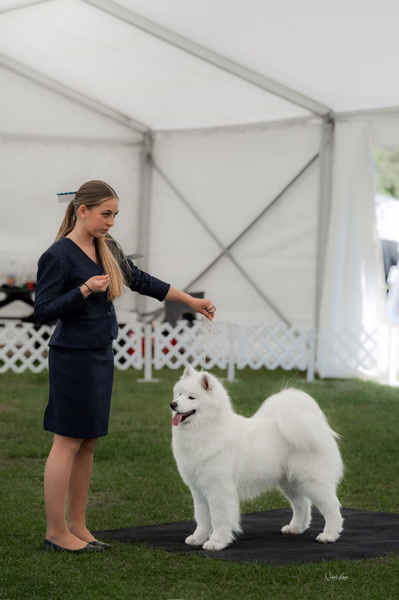 Klubová výstava KSP – Samojed