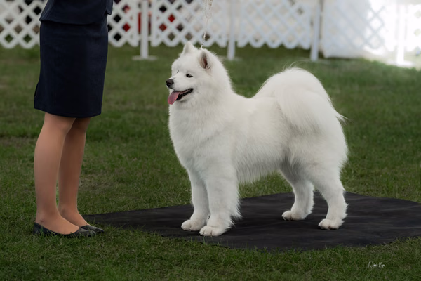 Klubová výstava KSP – Samojed