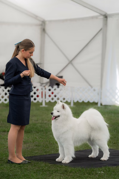 Klubová výstava KSP – Samojed