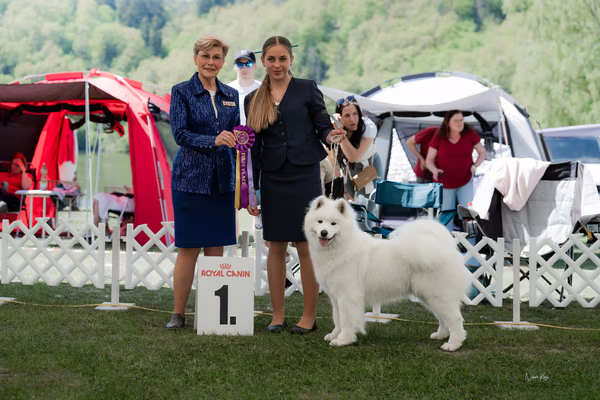 Klubová výstava KSP – Samojed