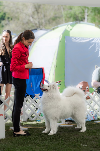 Klubová výstava KSP – Samojed