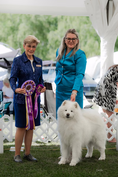 Klubová výstava KSP – Samojed