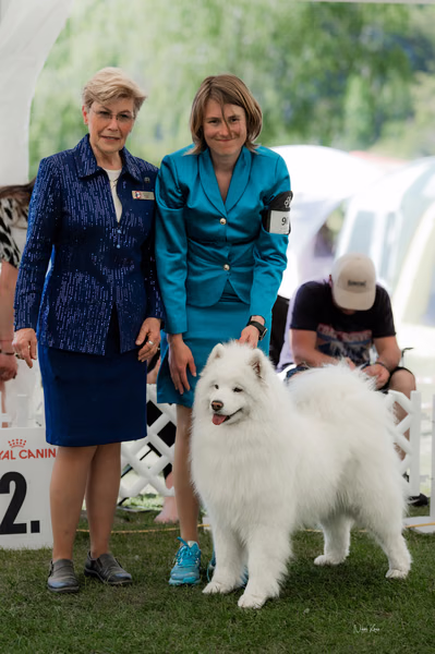 Klubová výstava KSP – Samojed