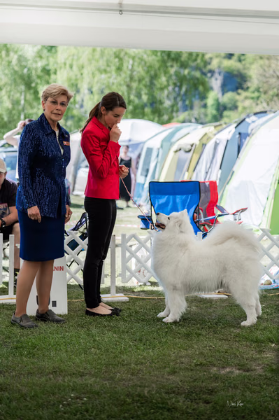 Klubová výstava KSP – Samojed
