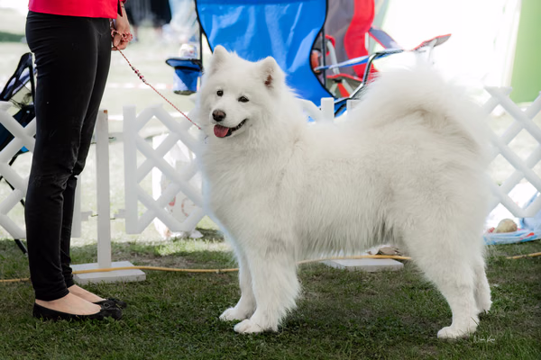 Klubová výstava KSP – Samojed