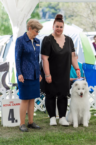 Klubová výstava KSP – Samojed