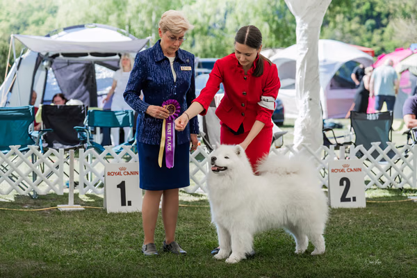 Klubová výstava KSP – Samojed