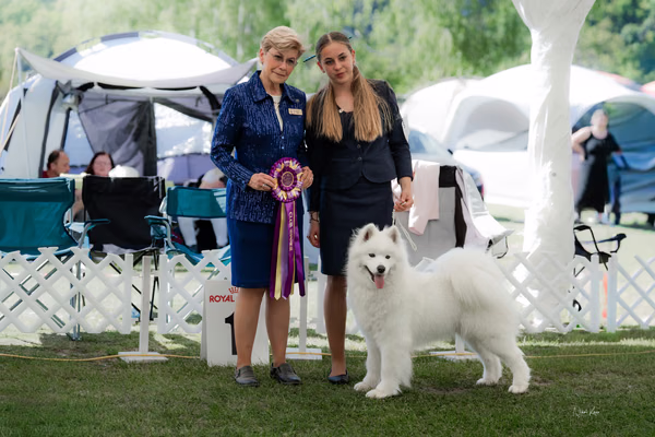 Klubová výstava KSP – Samojed