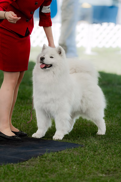 Klubová výstava KSP – Samojed