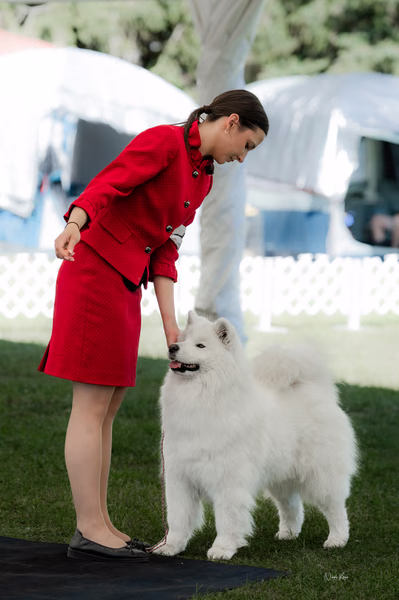 Klubová výstava KSP – Samojed