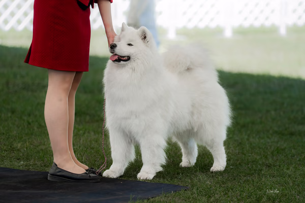 Klubová výstava KSP – Samojed