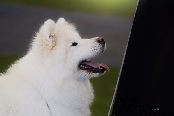 Klubová výstava KSP – Samojed