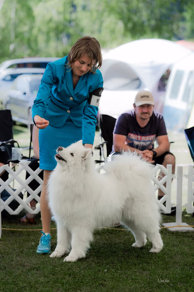 Klubová výstava KSP – Samojed