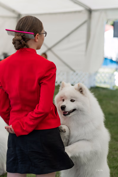 Klubová výstava KSP – Samojed