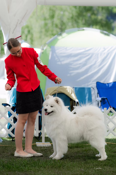 Klubová výstava KSP – Samojed