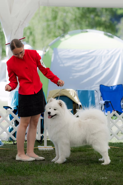 Klubová výstava KSP – Samojed