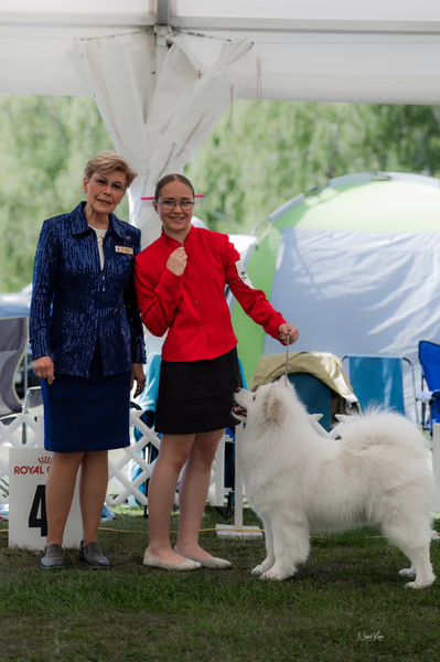 Klubová výstava KSP – Samojed