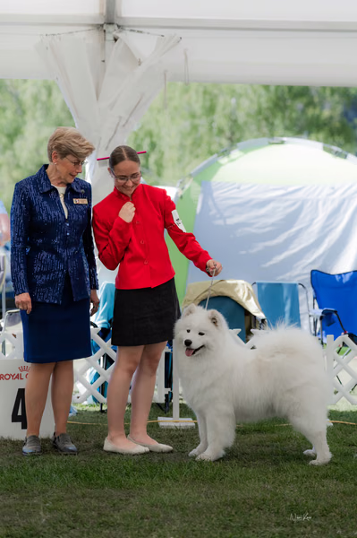 Klubová výstava KSP – Samojed