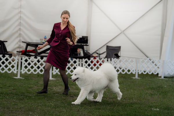 Klubová výstava KSP – Samojed