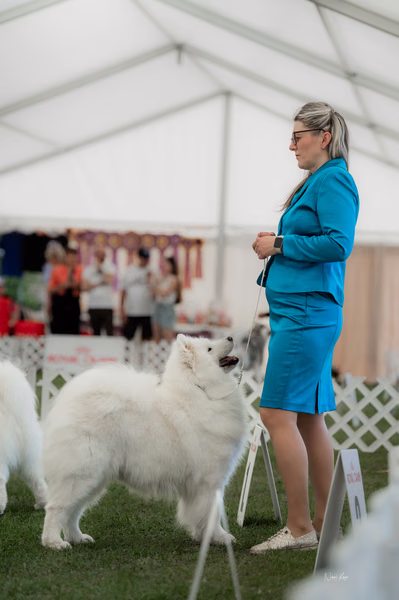 Klubová výstava KSP – Samojed