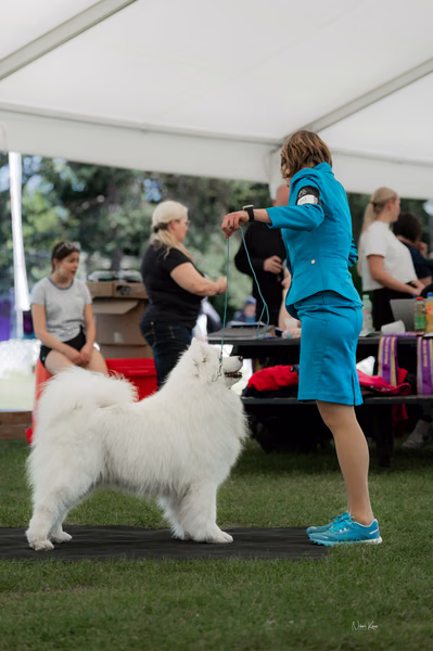 Klubová výstava KSP – Samojed