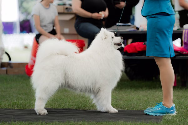 Klubová výstava KSP – Samojed