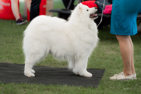 Klubová výstava KSP – Samojed