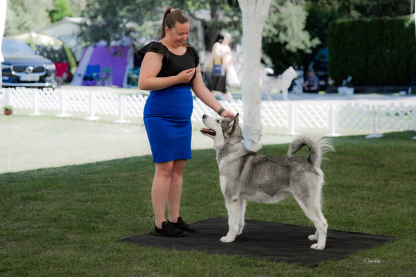 Klubová výstava KSP – Aljašský malamut