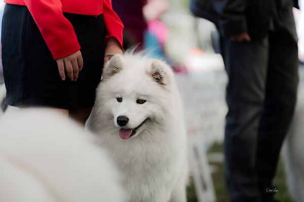 Klubová výstava KSP – Samojed