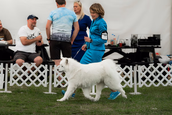 Klubová výstava KSP – Samojed