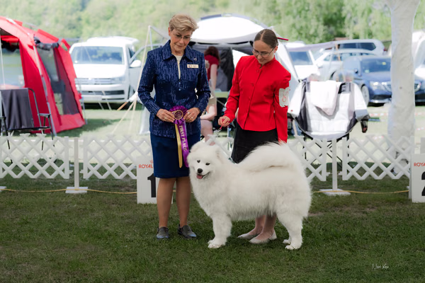 Klubová výstava KSP – Samojed