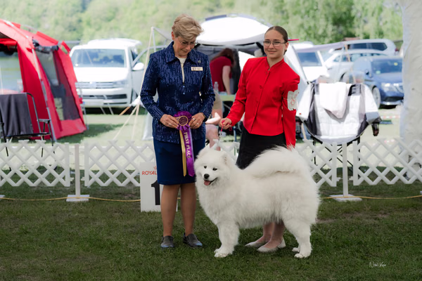 Klubová výstava KSP – Samojed