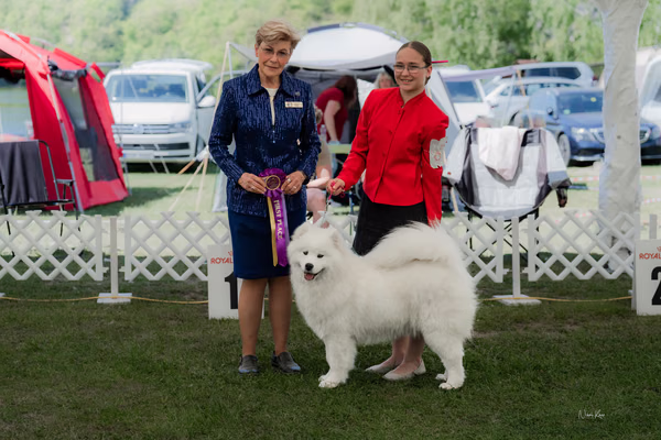 Klubová výstava KSP – Samojed