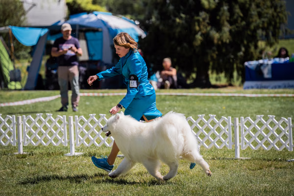 Klubová výstava KSP – Samojed