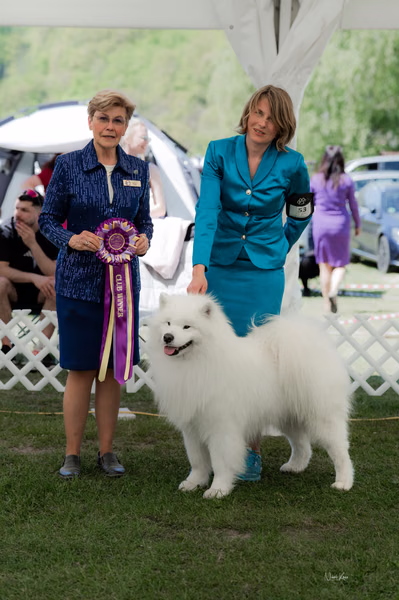 Klubová výstava KSP – Samojed