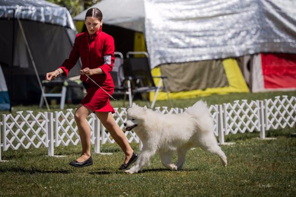 Klubová výstava KSP – Samojed