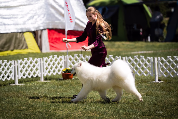 Klubová výstava KSP – Samojed