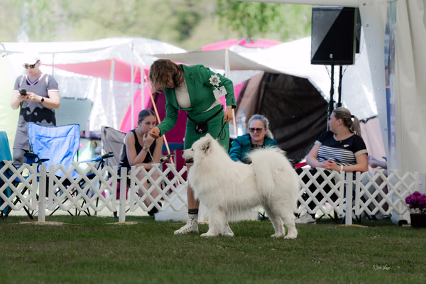 Klubová výstava KSP – Samojed