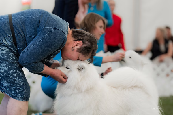 Klubová výstava KSP – Samojed