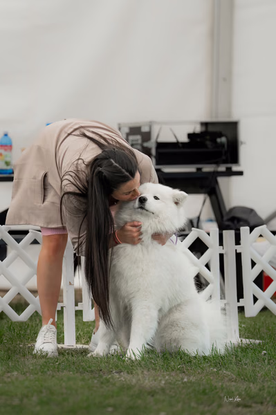 Klubová výstava KSP – Samojed