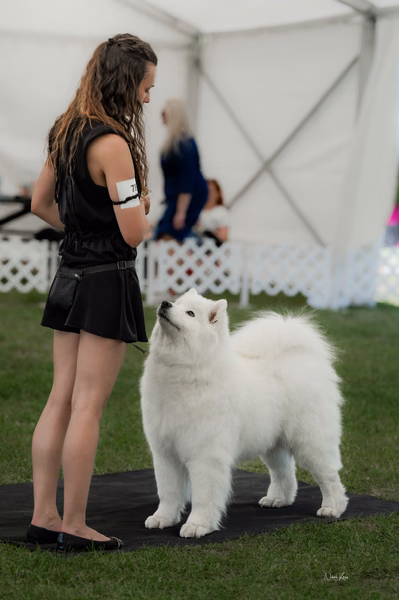 Klubová výstava KSP – Samojed