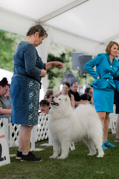 Klubová výstava KSP – Samojed
