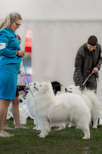 Klubová výstava KSP – Samojed