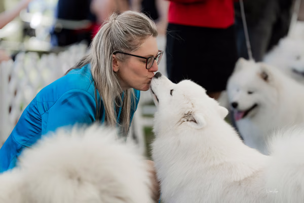 Klubová výstava KSP – Samojed