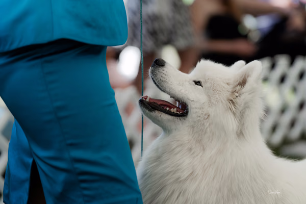 Klubová výstava KSP – Samojed