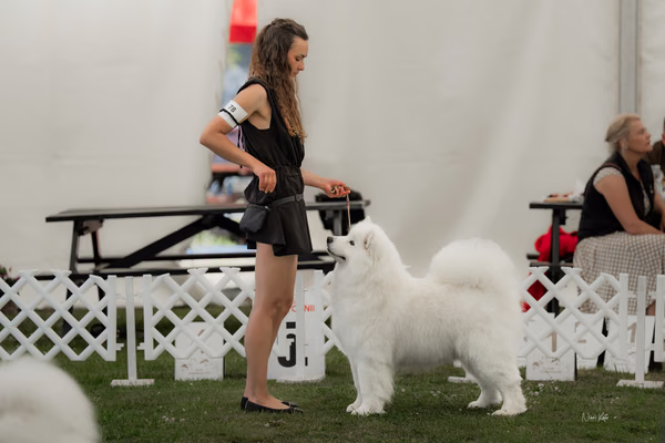 Klubová výstava KSP – Samojed
