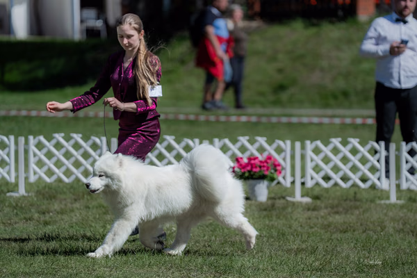 Klubová výstava KSP – Samojed