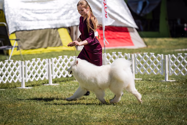 Klubová výstava KSP – Samojed